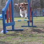 agility-beagle-przeszkoda