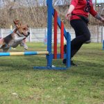 agility-beagle-jumping