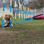 agility-beagle-slalom