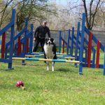 agility-border-collie-frida