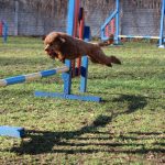 agility-jumping-toy-poodle