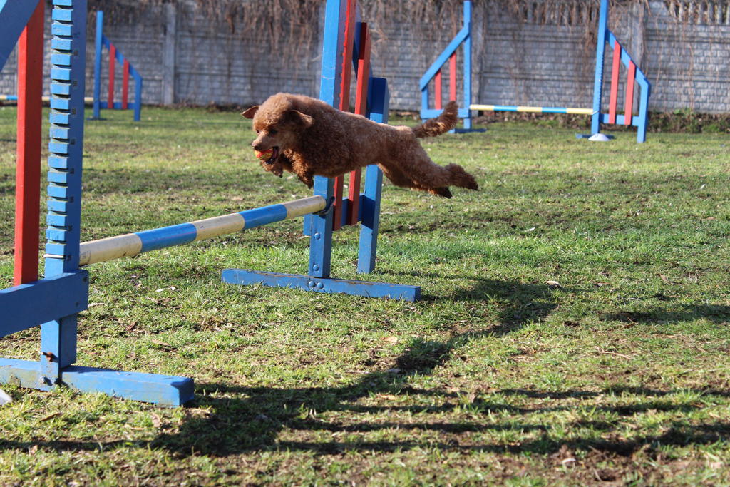 agility-jumping-toy-poodle