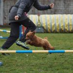 agility-pudel-toy