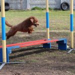 agility-pudel-toy-skok-w-dal