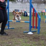 agility-beagle-przeszkoda