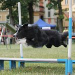 agility skok w dal