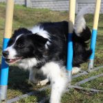 agility-slalom