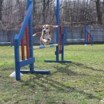 agility beagle skok