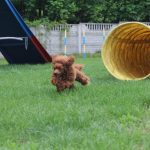 agility-toy-pudel