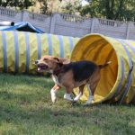 beagle tunel agility