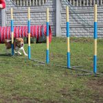 agility-beagle-slalom