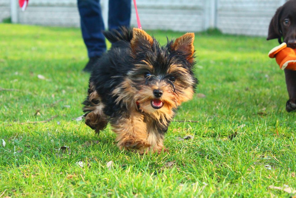 yorkshire terrier