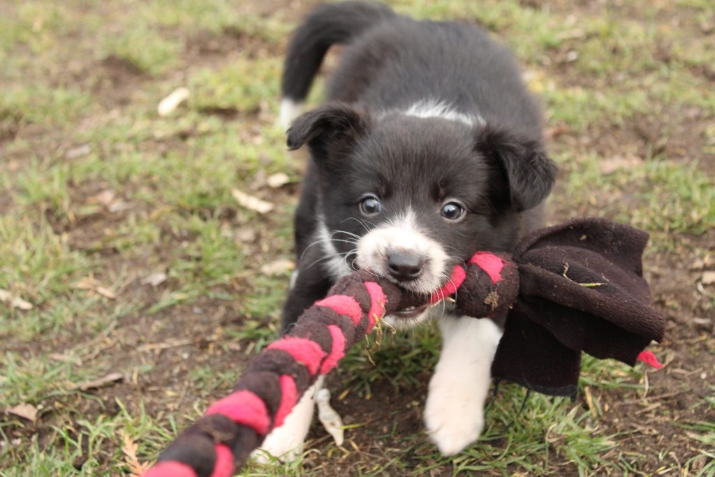 szczenię border collie