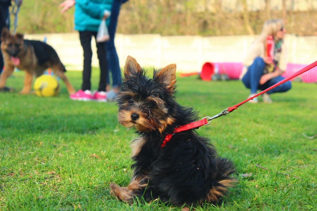 yorkshire terrier