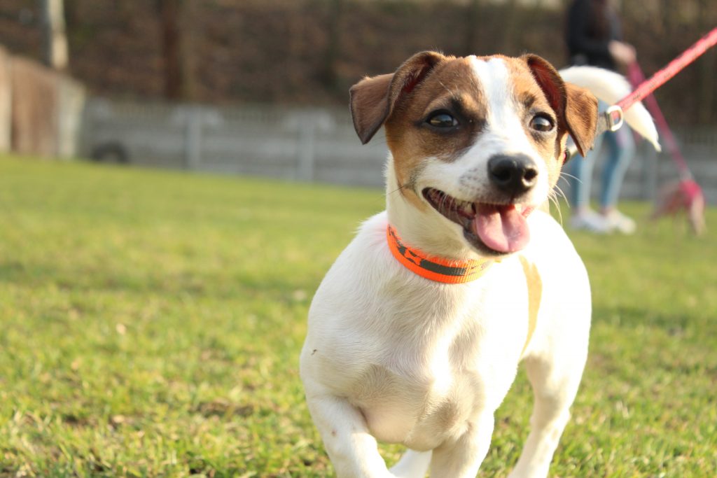 jack russel terrier