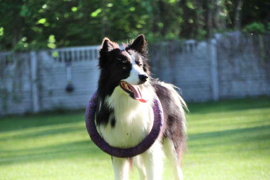 border collie