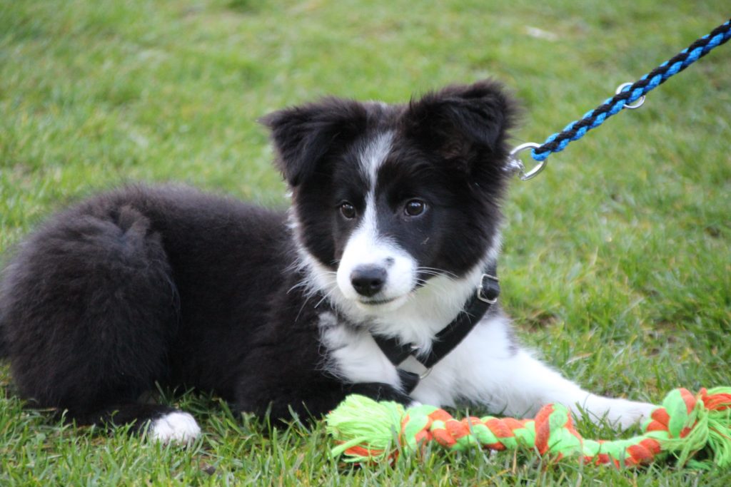 szczeniak border collie