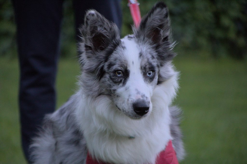 border collie merle