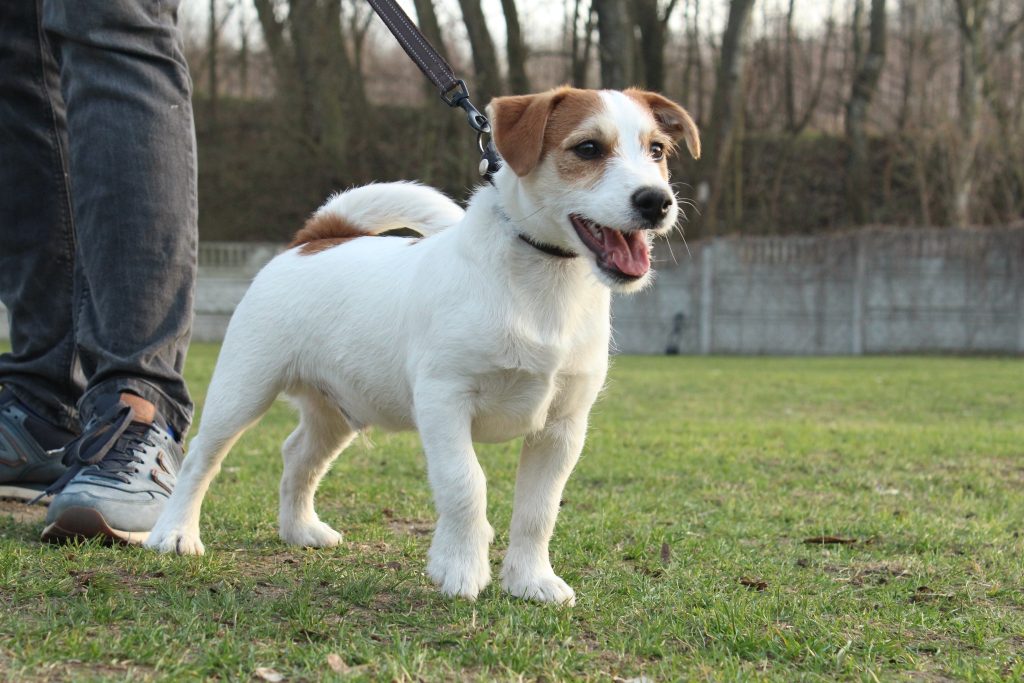 jack russel terrier