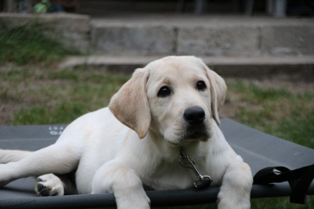 szczeniak labrador