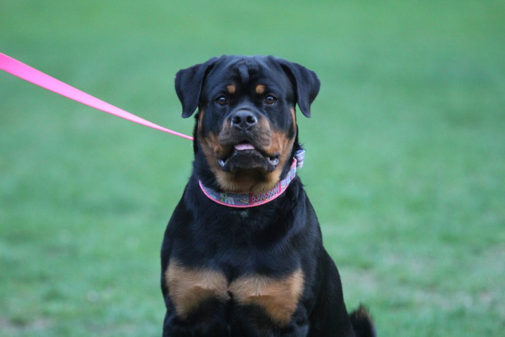 rottweiler