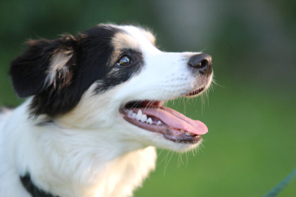 border collie szczeniak